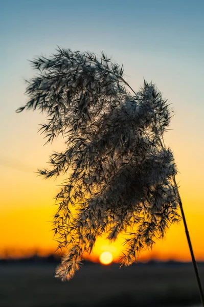 Pianta Secca Dello Scorso Anno Sullo Sfondo Del Tramonto Primavera — Foto Stock