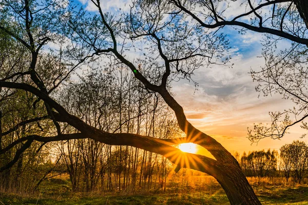 Raggio Sole All Alba Splende Attraverso Foglie Dell Albero — Foto Stock