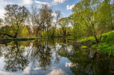 Parkta çamurla kaplı bir gölet ve mavi gökyüzünün arka planında bir ağaç.