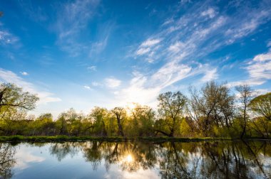 Parkta çamurla kaplı bir gölet ve mavi gökyüzünün arka planında bir ağaç.