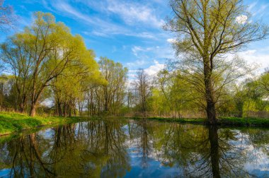 Parkta çamurla kaplı bir gölet ve mavi gökyüzünün arka planında bir ağaç.