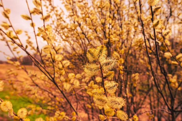 Vårblommande Träd Pilknoppar Gelé — Stockfoto