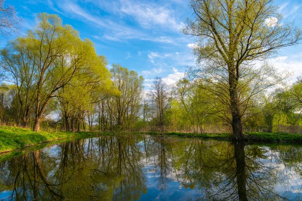 青い空を背景に木のある公園の泥で覆われた池 — ストック写真