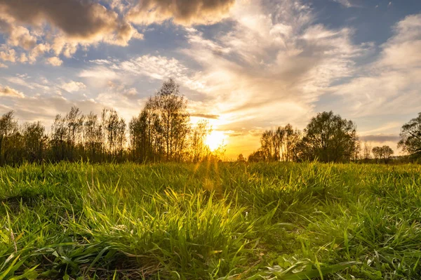 Sonnenstrahl Bei Sonnenaufgang Scheint Durch Die Blätter Des Baumes — Stockfoto