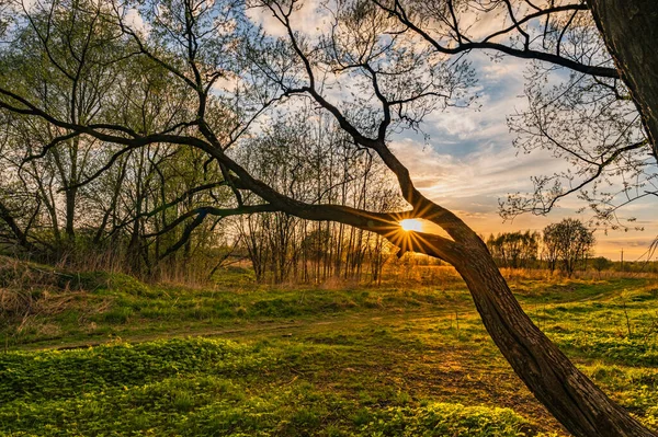 Rayo Sol Amanecer Brilla Través Las Hojas Del Árbol — Foto de Stock