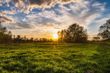 Gün doğumunda güneş ışığı ağacın yaprakları arasında parlar.