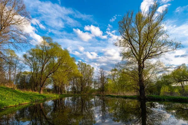 Teich Mit Schlamm Bedeckt Park Mit Einem Baum Vor Blauem — Stockfoto