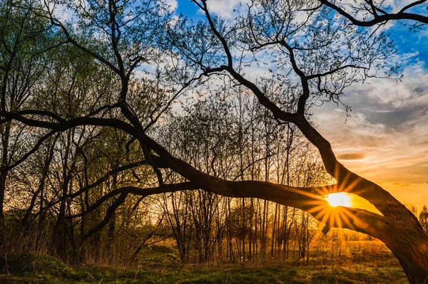 Sonnenstrahl Bei Sonnenaufgang Scheint Durch Die Blätter Des Baumes — Stockfoto