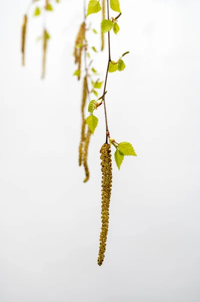 Våren Blommar Träd Björk Med Unga Gröna Blad — Stockfoto