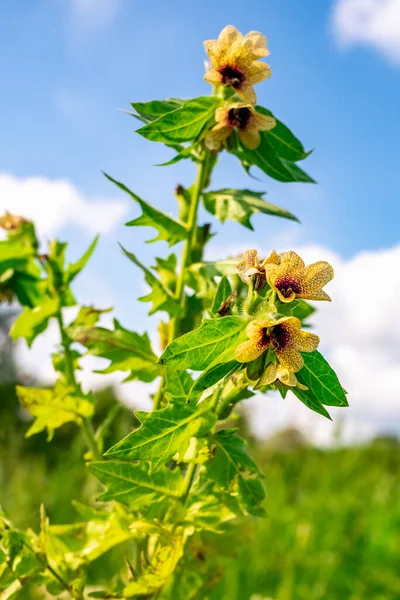 Wild Growing Poisonous Herb Hyoscyamus — Stock Photo, Image