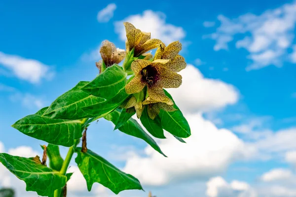 Wild Growing Poisonous Herb Hyoscyamus — Stock Photo, Image