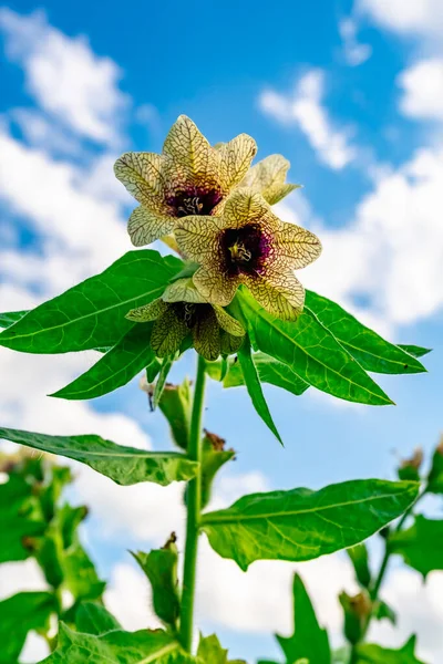 Wild Growing Poisonous Herb Hyoscyamus — Stock Photo, Image