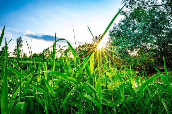 Sunset River Summer Green Grass Sun Rays Tree Branches — Stock Photo, Image