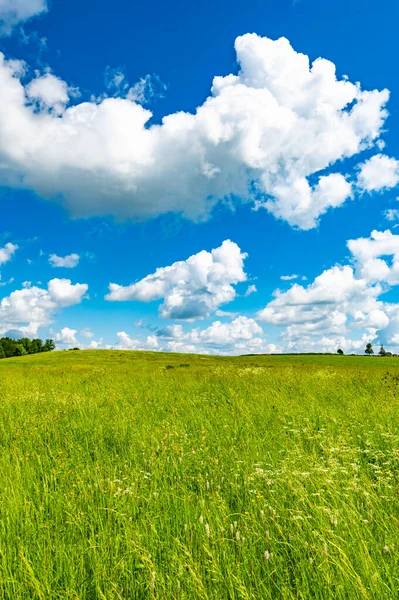 Landscape Field Meadow Green Grass Summer Sunny Day — Stock Photo, Image