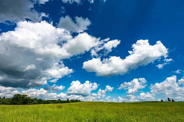 Landscape Field Meadow Green Grass Summer Sunny Day — Stock Photo, Image