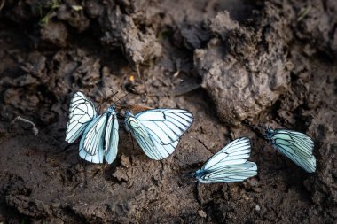Beyaz kelebek ıslak zeminde su içiyor.