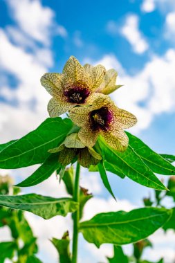 vahşi büyüyen zehirli bitki Hyoscyamus