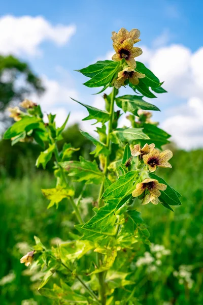 Wild Growing Poisonous Herb Hyoscyamus — Stock Photo, Image