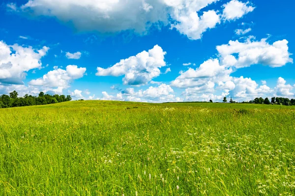 Łąka Pola Krajobrazowego Zieloną Trawą Latem Słoneczny Dzień — Zdjęcie stockowe