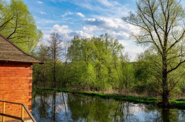 Parkta çamurla kaplı bir gölet ve mavi gökyüzünün arka planında bir ağaç.