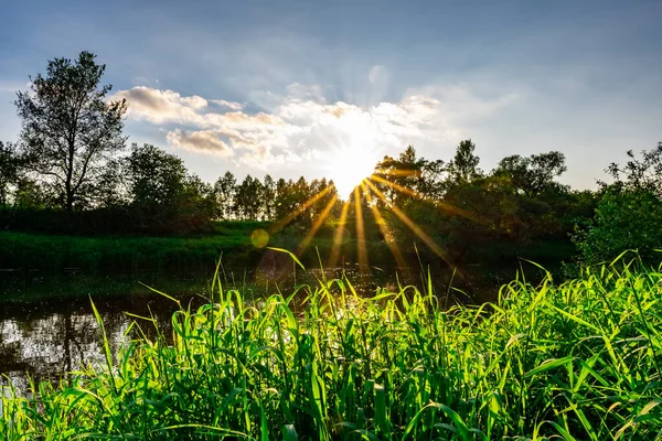 Pôr Sol Rio Verão Raios Sol Grama Verde Através Galhos — Fotografia de Stock