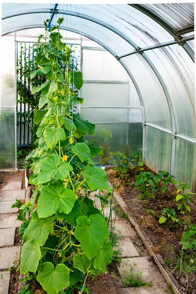 arched greenhouse with tomato seedlings