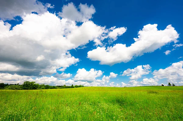 Landscape Field Meadow Green Grass Summer Sunny Day — Stock Photo, Image