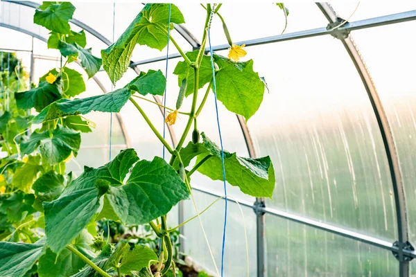 Invernadero Arqueado Con Plántulas Tomate — Foto de Stock