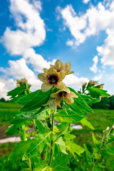 Wild Growing Poisonous Herb Hyoscyamus — Stock Photo, Image