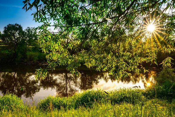 Pôr Sol Rio Verão Raios Sol Grama Verde Através Galhos — Fotografia de Stock