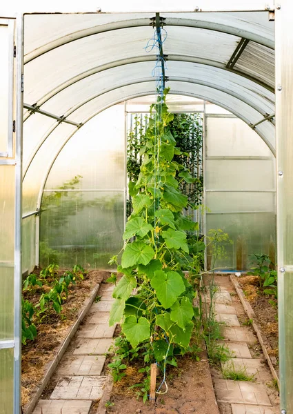 带有番茄幼苗的拱形温室 — 图库照片