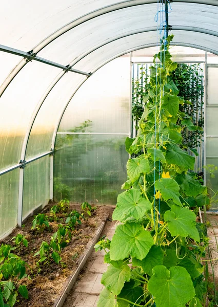 Invernadero Arqueado Con Plántulas Tomate — Foto de Stock