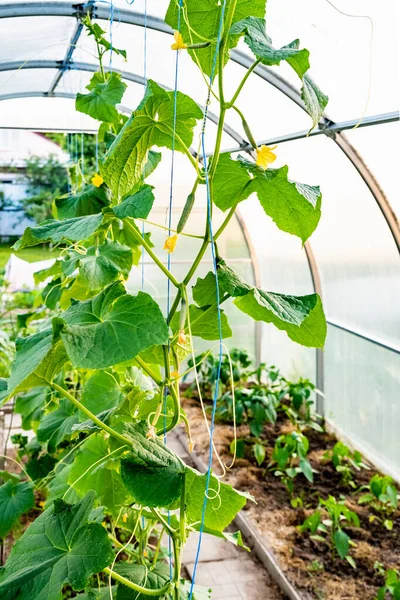 带有番茄幼苗的拱形温室 — 图库照片
