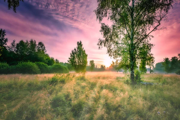 Paprsek Slunce Úsvitu Svítí Skrze Listí Stromu — Stock fotografie