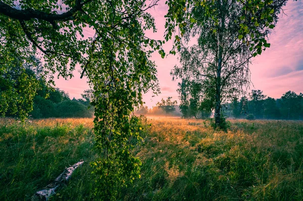 Ray Sun Sunrise Shines Leaves Tree — Stock Photo, Image