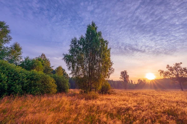 Ray Sun Sunrise Shines Leaves Tree — Stock Photo, Image