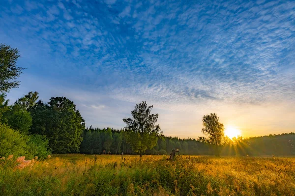 Ray Sun Sunrise Shines Leaves Tree — Stock Photo, Image