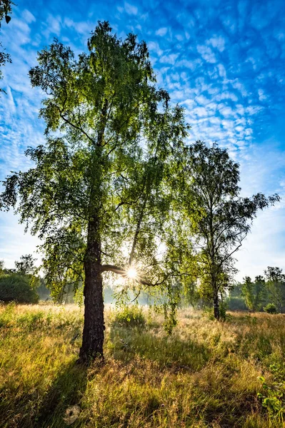 Ray Sun Sunrise Shines Leaves Tree — Stock Photo, Image