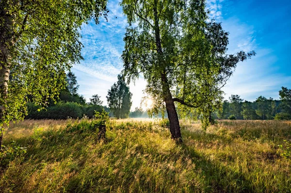 Raio Sol Nascer Sol Brilha Através Das Folhas Árvore — Fotografia de Stock