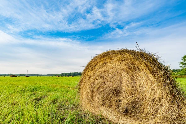 在乡间收割季节收割成卷的割下来的干草被送到田里躺着 — 图库照片