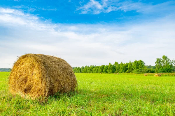 Skördesäsongen Landsbygden Rullar Klippt Som Ska Skickas Ligger Fältet — Stockfoto