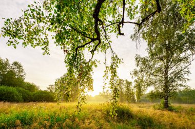 Gün doğumunda güneş ışığı ağacın yaprakları arasında parlar.