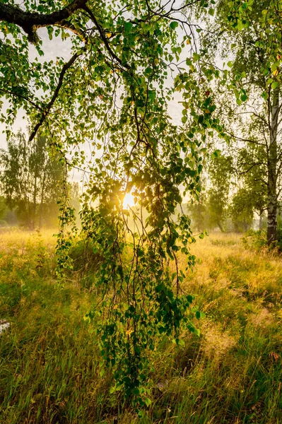 Ray Sun Sunrise Shines Leaves Tree — Stock Photo, Image