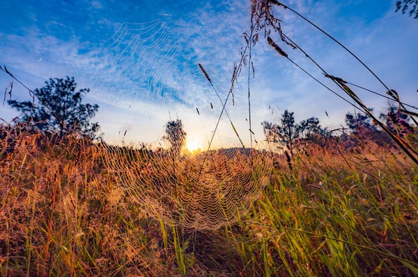 Woven Spider Web Grass Rays Rising Sun — Stock Photo, Image