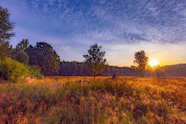 Gün doğumunda güneş ışığı ağacın yaprakları arasında parlar.