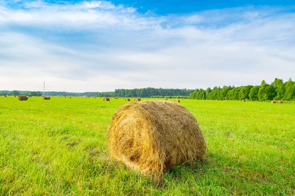 Harvest Season Countryside Rolls Mown Hay Sent Lie Field — Stock Photo, Image