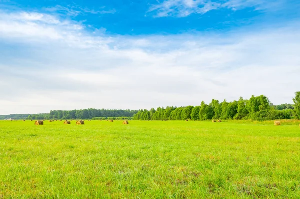 Oogstseizoen Het Platteland Rollen Gemaaid Hooi Worden Verzonden Liggen Het — Stockfoto