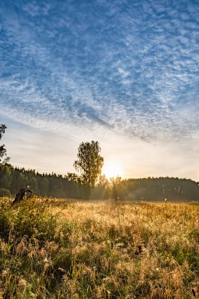 Rayo Sol Amanecer Brilla Través Las Hojas Del Árbol — Foto de Stock