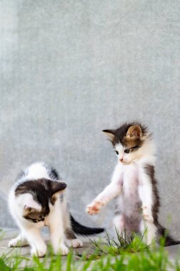 İki küçük kedi yavrusu yeşil bir çimenlikte oynuyor.