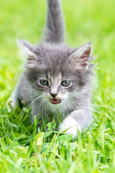 搞笑小猫白色与蓝色的眼睛 — 图库照片
